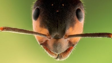 ferda mravenec