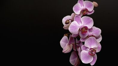 Skleník Fata Morgana opět zaplnily orchideje